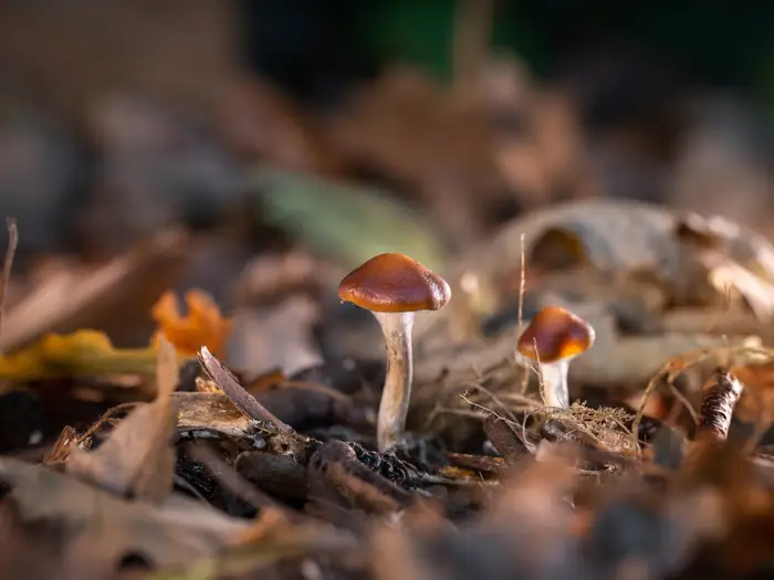 A Beginners Guide to Magic Mushroom Delivery in the UK: Step-by-Step