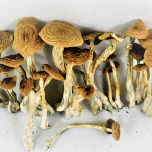 Alacabenzi Mushroom for sale online italy