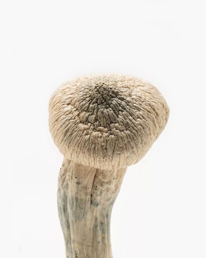 Albino Penis Envy magic mushroom delivery near me UK