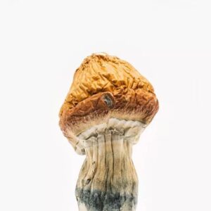 Mazatapec magic mushroom delivery online italy