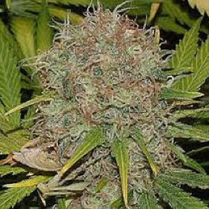 Buy AK48 Strain Online italy