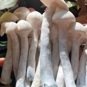 BUY FRESH PSILOCYBIN MAGIC MUSHROOM UK