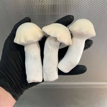 UKs Hidden Market: Find Magic Mushrooms Legally and Safely!