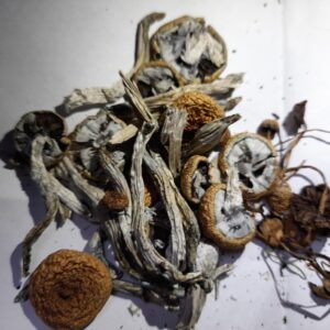 Buy Golden Teacher Magic Mushrooms UK and Europe