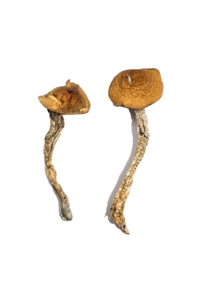 Buying Magic Mushrooms in the UK: What You Need to Know