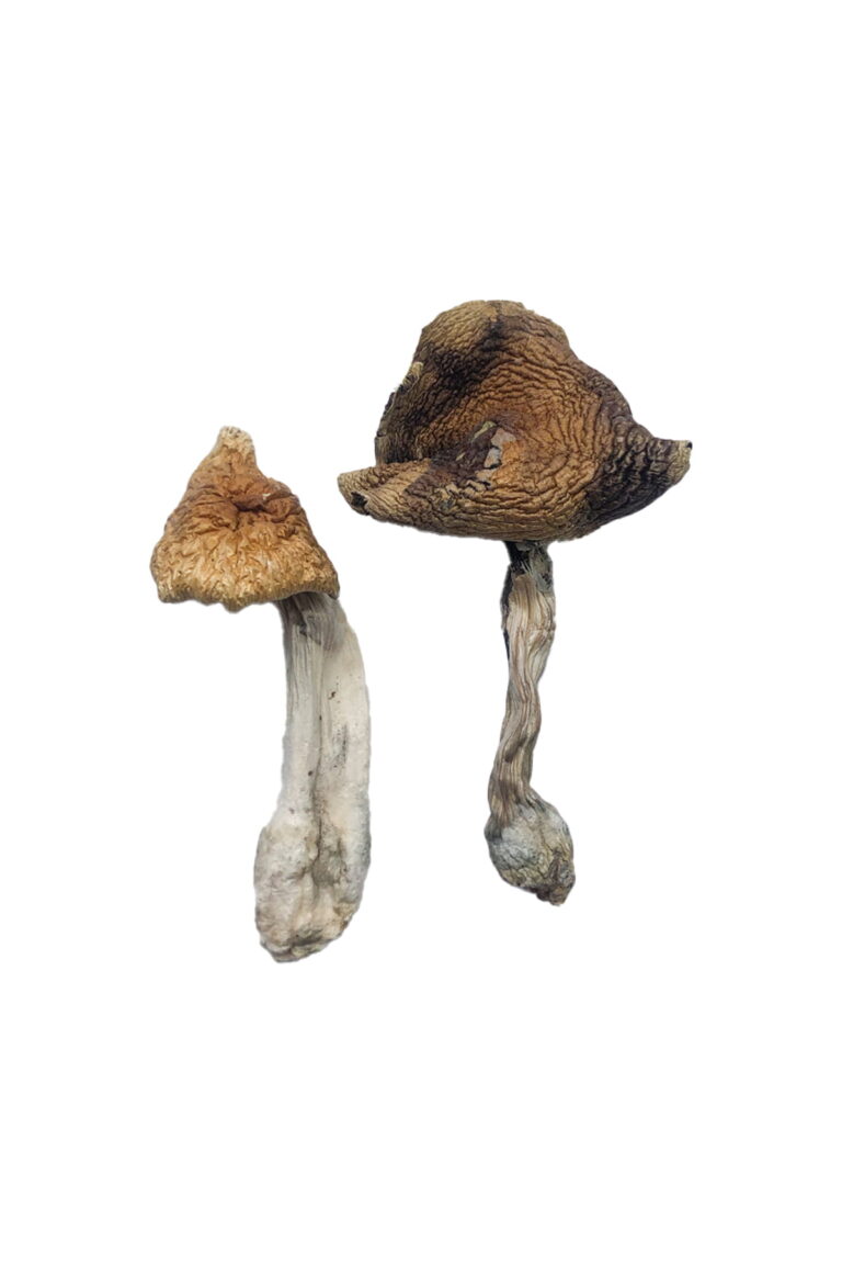 Legal Psychedelic Magic Mushrooms in the UK