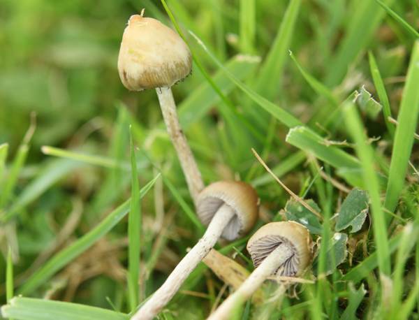 Unlock the Mystical: Top UK Destinations for Magic Mushrooms