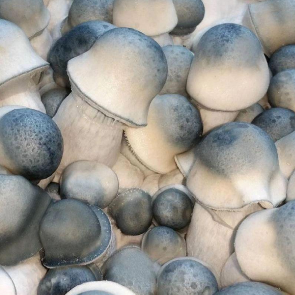 Psychedelic Revolution: Where to Buy Magic Mushrooms in the UK!