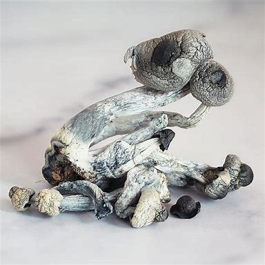 Where Can I Buy Psychedelic Mushroom In The UK