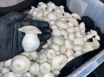 Where to Buy Magic Mushrooms Online in the UK – Safe & Legal Options (2026 Guide)