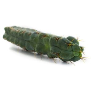 Buy Echinopsis – Hedgehog Cactus Online UK and Europe