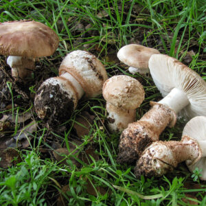Buy Amanita Mushroom in the UK – Premium Quality from Magic Mushroomery