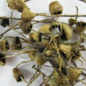 Buy Liberty Cap Online in the UK