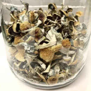 Buy Azurescens Mushroom in the UK – Premium Quality Available Online