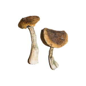 buy Wavy caps mushroom in the uk