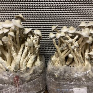 Buy Albino A+ Online in the UK