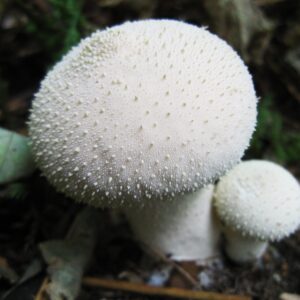 Giant Puffball Liquid Culture 10ml – Made in UK | Magic Mushroomery