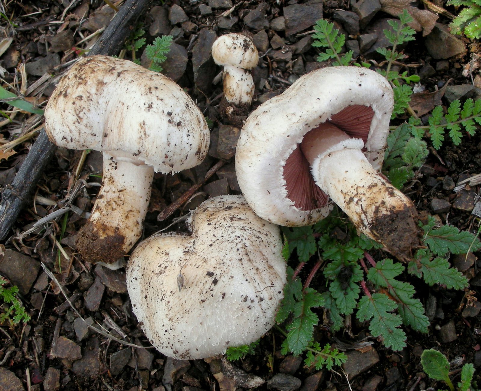 Fresh Gourmet Mushroom Delivery UK | Buy Quality Mushrooms