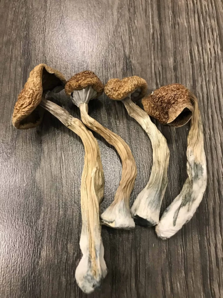 Best UK-Made Oyster Mushroom Growing Kits for Home Growing