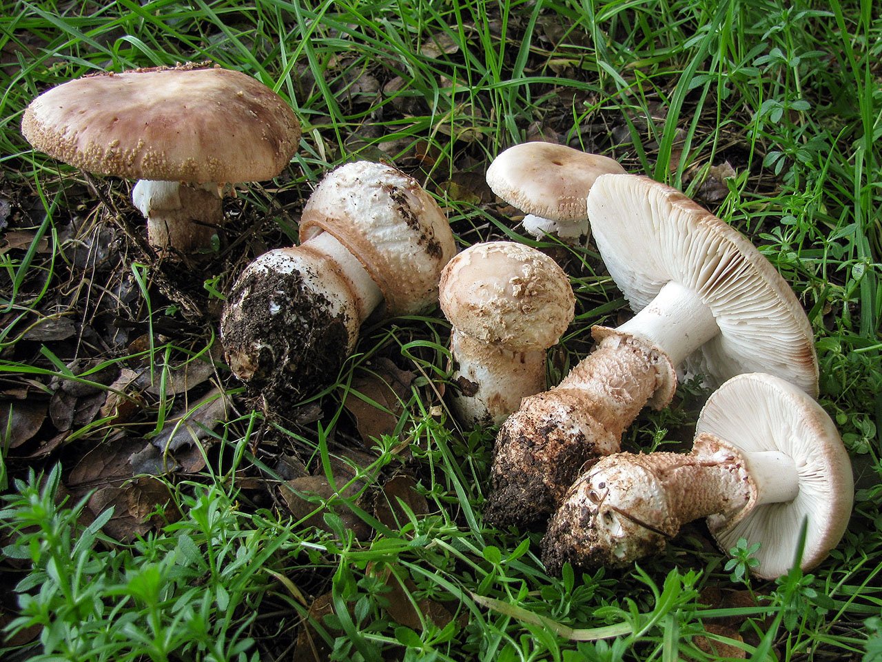 Mushroom Growing Kits vs Traditional Gardening | Magic Mushroomery
