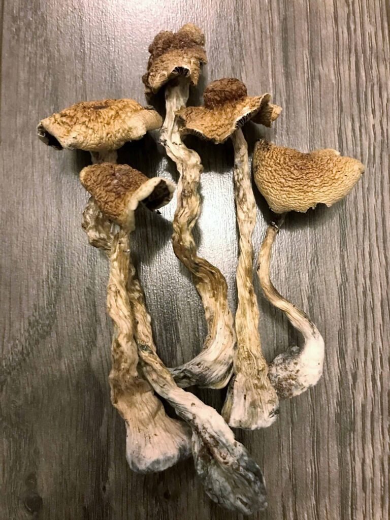 Navigating the Market: Buying Dried Magic Mushrooms Near Me