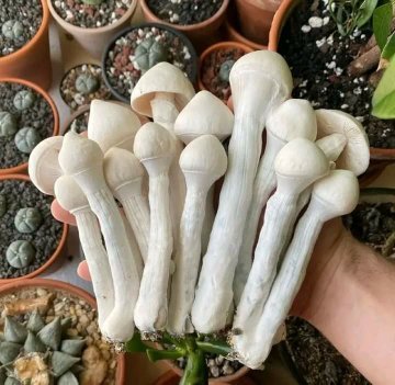 Britains Best Kept Secret: Finding Fresh Magic Mushrooms Near You