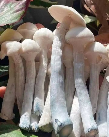 From Farm to Fantasy: UK Mushrooms and the World of Fungi