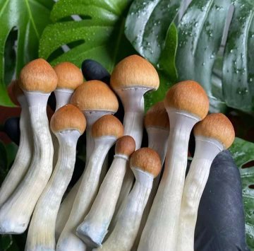 Where to Find Organic Magic Mushrooms in the UK