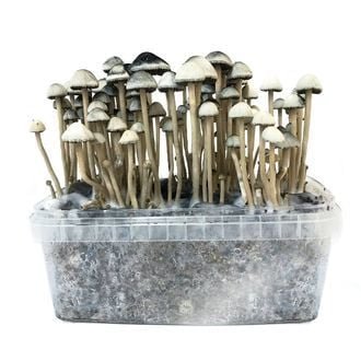 Top 5 UK Spots to Buy Fresh Magic Mushrooms Safely