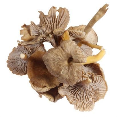 UK’s Hidden Gems: Fresh Mushroom Culture & Legal Facts