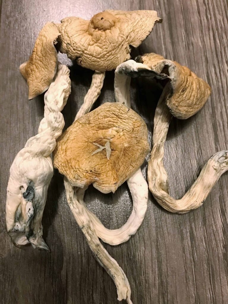UK-Based Stores Selling Authentic Golden Teacher Magic Mushrooms