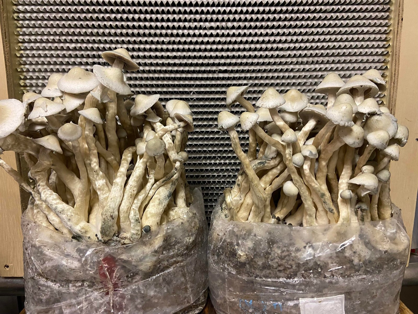 Mushroom Growing Kit UK: Beginner’s Guide to Growing Mushrooms at Home