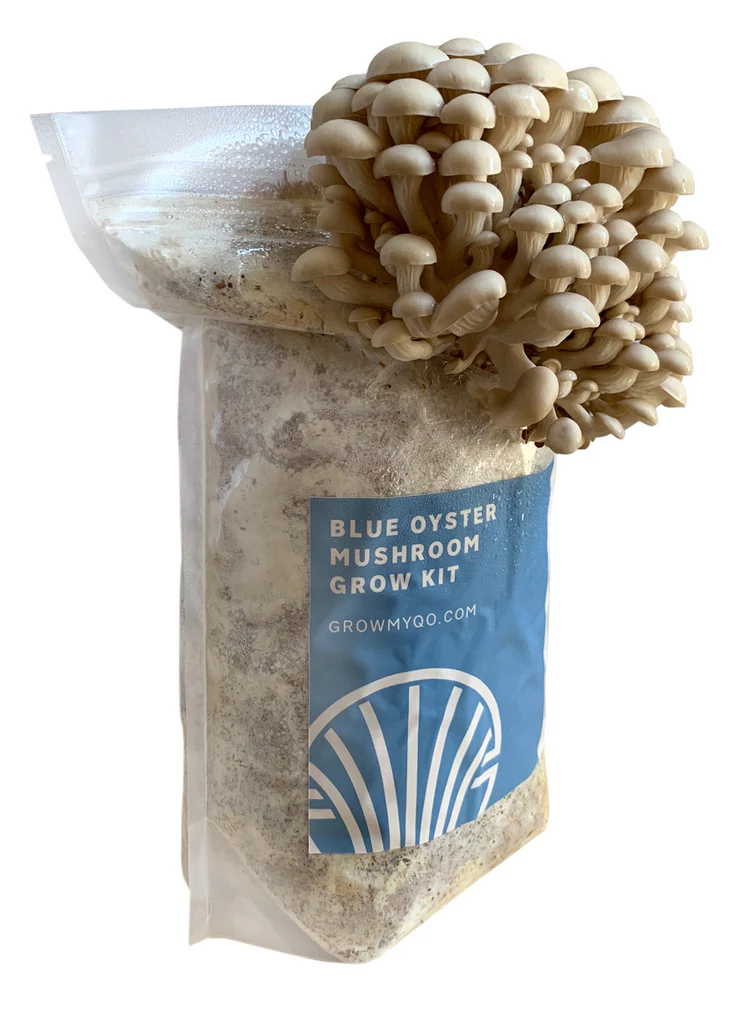 Online vs. In-Store: Best Places for Magic Mushrooms in the UK