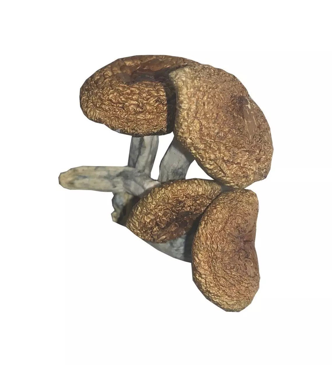 Top 10 UK Online Mushroom Shops You Need to Explore